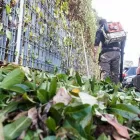 Immagine 18 azienda EDEN GARDEN Vivaio in Lonate Pozzolo VA