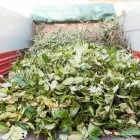 Immagine 20 azienda EDEN GARDEN Vivaio in Lonate Pozzolo VA