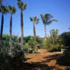 Immagine 3 azienda EDILIZIA FLORIDDIA Vivaio in Ispica