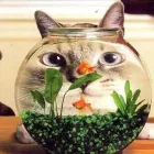 Immagine 1 azienda EMPORIO SIGURTÀ Vivaio in Lonato Del Garda BS