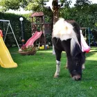 Immagine 3 azienda EQUUS ENO Sport e tempo libero in Latina