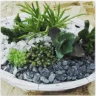 Immagine 3 azienda ESHO FUNI GARDEN Shopping e acquisti in Pescara