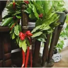Immagine 4 azienda ESHO FUNI GARDEN Shopping e acquisti in Pescara