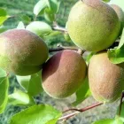 Immagine 2 azienda F.LLI POLISE INGROSSO FRUTTA E VERDURA Shopping e acquisti in Somma Vesuviana NA
