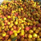 Immagine 3 azienda F.LLI POLISE INGROSSO FRUTTA E VERDURA Shopping e acquisti in Somma Vesuviana NA