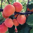 Immagine 4 azienda F.LLI POLISE INGROSSO FRUTTA E VERDURA Shopping e acquisti in Somma Vesuviana NA