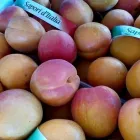 Immagine 5 azienda F.LLI POLISE INGROSSO FRUTTA E VERDURA Shopping e acquisti in Somma Vesuviana NA