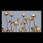 Immagine 3 azienda FEBE Industrie e agricoltura in Montemurlo