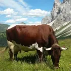 Immagine 1 azienda FEDERAZIONE SUDTIROLESE ALLEVATORI RAZZE BOVINE Industrie e agricoltura in Bolzano