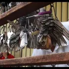 Immagine 3 azienda FERRAMENTA ZUCCHINI VITTORIO Vernici in Castel Maggiore BO