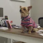 Immagine 1 azienda FIGARO DOG Shopping e acquisti in Torino