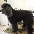 Immagine 2 azienda FIGARO DOG Shopping e acquisti in Torino