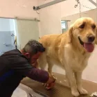 Immagine 4 azienda FIGARO DOG Shopping e acquisti in Torino