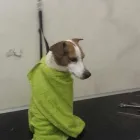 Immagine 5 azienda FIGARO DOG Shopping e acquisti in Torino