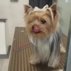 Immagine 6 azienda FIGARO DOG Shopping e acquisti in Torino