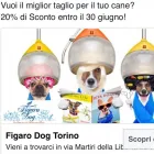 Immagine 7 azienda FIGARO DOG Shopping e acquisti in Torino