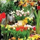 Immagine 1 azienda FIORERIA DA TANIA E LICIA Shopping e acquisti in Riccione RN