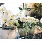Immagine 2 azienda FIORERIA DOLCE PENSIERO Shopping e acquisti in Pederobba TV