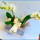 Immagine 5 azienda FIORERIA DOLCE PENSIERO Shopping e acquisti in Pederobba TV