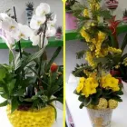 Immagine 1 azienda FIORERIA FOLETTO Shopping e acquisti in Samarate VA