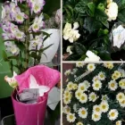 Immagine 2 azienda FIORERIA FOLETTO Shopping e acquisti in Samarate VA
