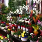 Immagine 3 azienda FIORERIA FOLETTO Shopping e acquisti in Samarate VA