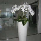 Immagine 1 azienda FIORERIA OTELLO Shopping e acquisti in Vicenza