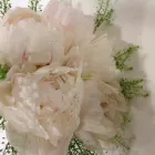 Immagine 6 azienda FIORERIA OTELLO Shopping e acquisti in Vicenza