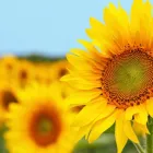 Immagine 6 azienda FIORI E FIORI DI STEFANIA MEZZELANI Shopping e acquisti in Filottrano AN