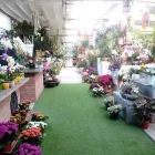 Immagine 4 azienda FIORI E PIANTE ZAGGIA Shopping e acquisti in Selvazzano Dentro PD