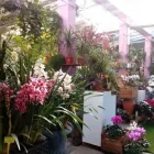 Immagine 7 azienda FIORI E PIANTE ZAGGIA Shopping e acquisti in Selvazzano Dentro PD