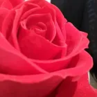 Immagine 3 azienda FIORISTA ARCOZZI Vivaio in Ravenna