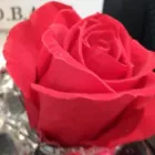 Immagine 4 azienda FIORISTA ARCOZZI Vivaio in Ravenna