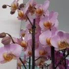 Immagine 5 azienda FIORISTA ARCOZZI Vivaio in Ravenna