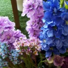 Immagine 6 azienda FIORISTA ARCOZZI Vivaio in Ravenna