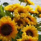 Immagine 7 azienda FIORISTA ARCOZZI Vivaio in Ravenna