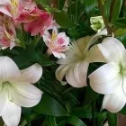 Immagine 4 azienda FIORISTA IL GIARDINO DI LORI Shopping e acquisti in Bizzozero VA