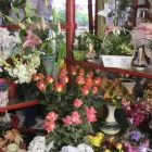 Immagine 4 azienda FIORISTA POZZI DI FILIPPO E MONIA Vivaio in Alto Reno Terme Bo
