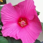 Immagine 7 azienda FIORISTA URBAN FLOWER Shopping e acquisti in Castel Maggiore BO