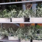 Immagine 8 azienda FIORISTA URBAN FLOWER Shopping e acquisti in Castel Maggiore BO