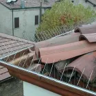 Immagine 6 azienda FITOSAN SERVICE Servizi professionali in Vecchiano PI