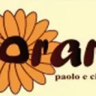 Immagine 3 azienda FLORARTE Shopping e acquisti in Civitavecchia RM