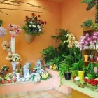 Immagine 6 azienda FLORARTE Shopping e acquisti in Civitavecchia RM