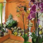 Immagine 7 azienda FLORARTE Shopping e acquisti in Civitavecchia RM