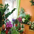 Immagine 8 azienda FLORARTE Shopping e acquisti in Civitavecchia RM