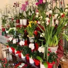 Immagine 1 azienda FLORICOLTURA CASTELLI Vivaio in Tradate VA