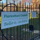 Immagine 3 azienda FLORICOLTURA CASTELLI Vivaio in Tradate VA