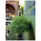 Immagine 5 azienda FLORICOLTURA CASTELLI Vivaio in Tradate VA