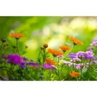 Immagine 6 azienda FLORICOLTURA CASTELLI Vivaio in Tradate VA