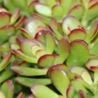 Immagine 1 azienda FLORICOLTURA KIRCHER Vivaio in Bolzano